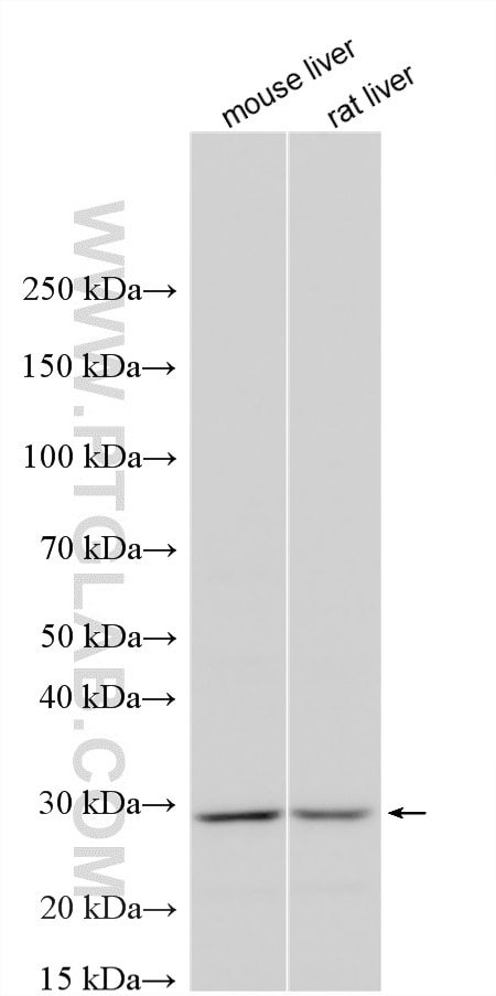 Western Blot (WB) analysis of various lysates using Connexin-26 Polyclonal antibody (14842-1-AP)