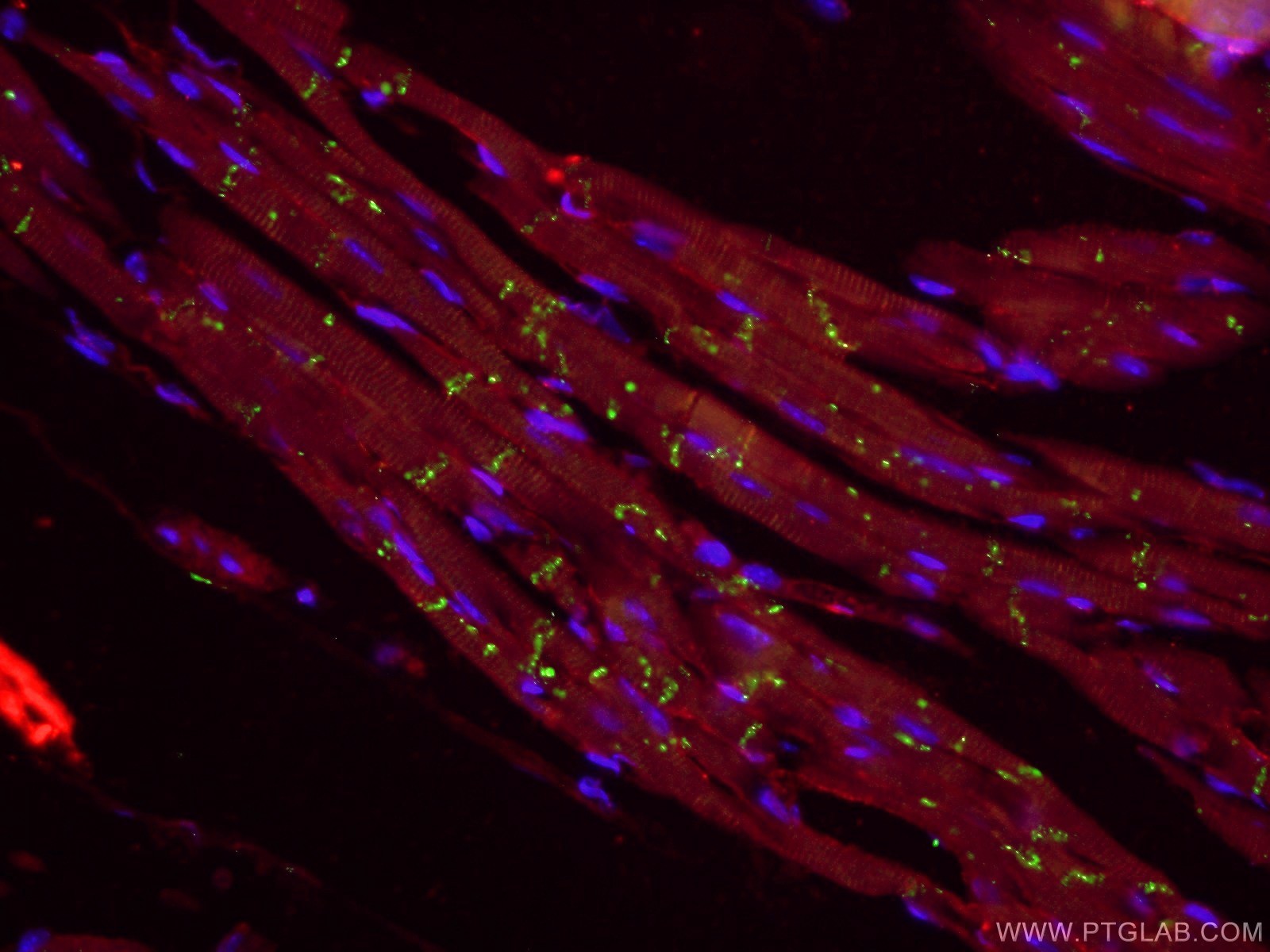 Immunofluorescence (IF) / fluorescent staining of mouse heart tissue using Connexin 43 Polyclonal antibody (26980-1-AP)