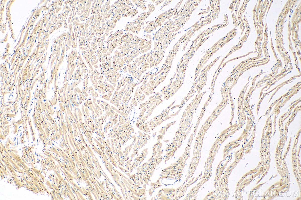 Immunohistochemistry (IHC) staining of mouse heart tissue using Connexin 43 Polyclonal antibody (26980-1-AP)