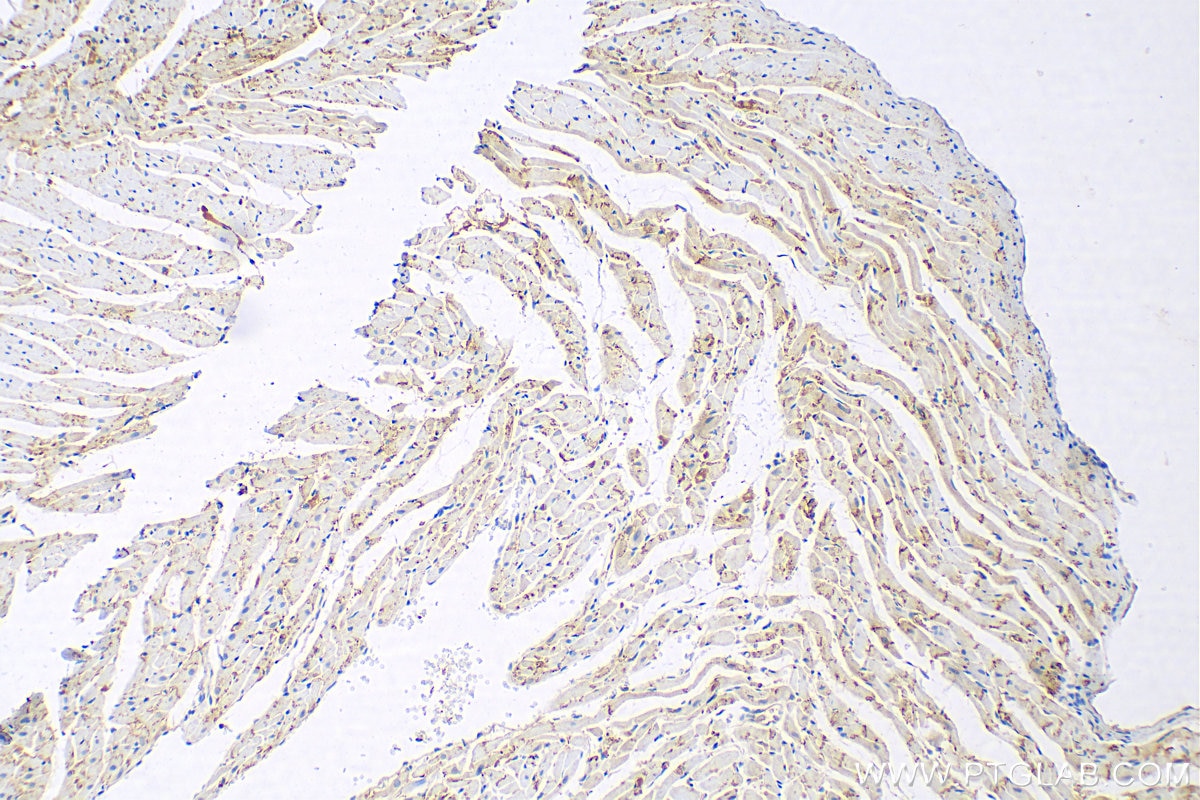 Immunohistochemistry (IHC) staining of rat heart tissue using Connexin 43 Polyclonal antibody (26980-1-AP)
