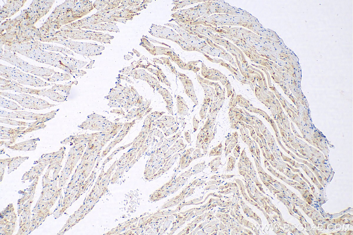 IHC staining of rat heart using 26980-1-AP