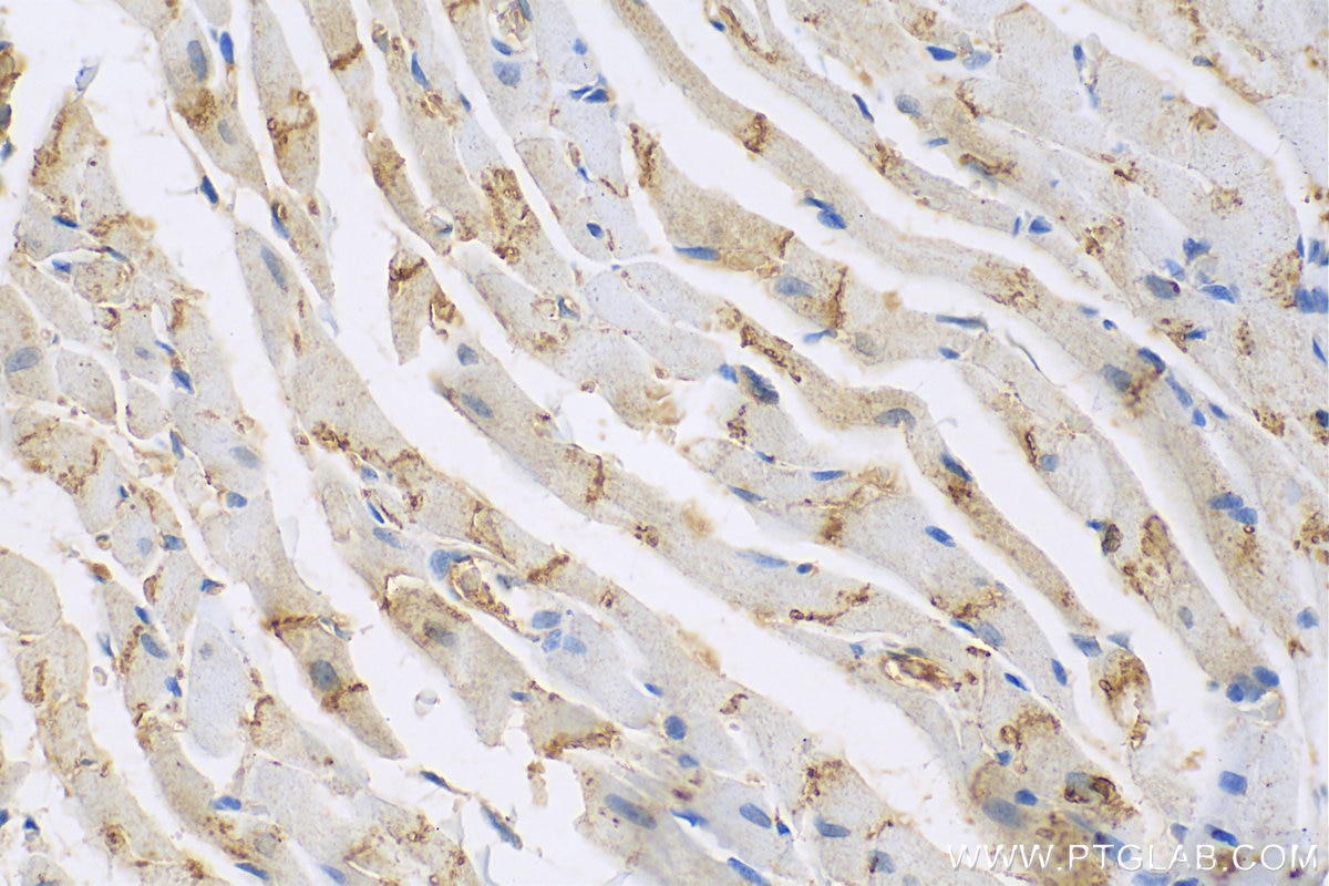 IHC staining of rat heart using 26980-1-AP