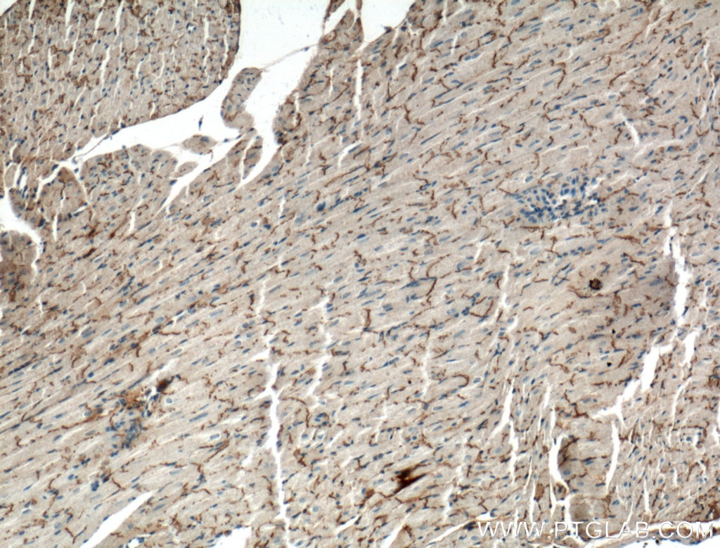 Immunohistochemistry (IHC) staining of mouse heart tissue using Connexin 43 Polyclonal antibody (26980-1-AP)