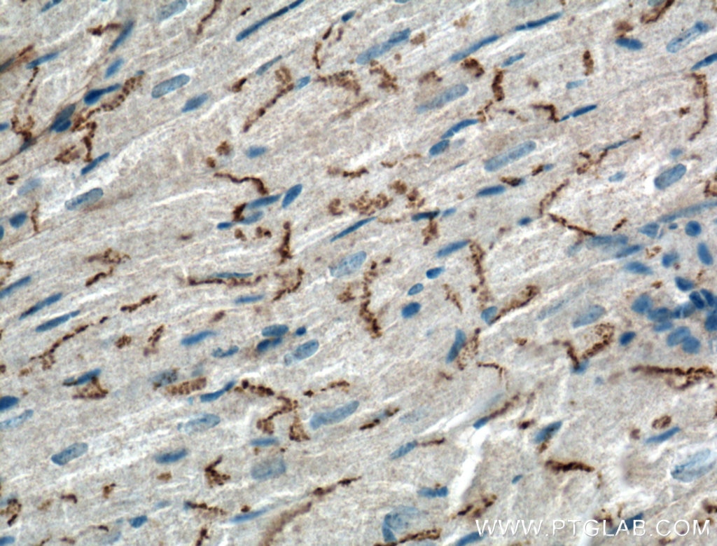 Immunohistochemistry (IHC) staining of mouse heart tissue using Connexin 43 Polyclonal antibody (26980-1-AP)