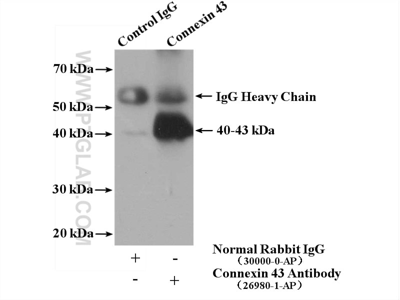 Immunoprecipitation (IP) experiment of mouse heart tissue using Connexin 43 Polyclonal antibody (26980-1-AP)