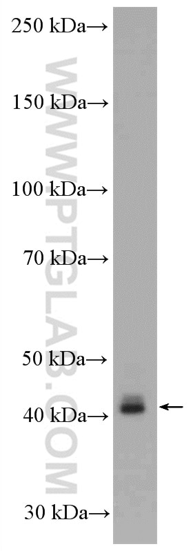 Western Blot (WB) analysis of mouse testis tissue using Connexin 43 Polyclonal antibody (26980-1-AP)