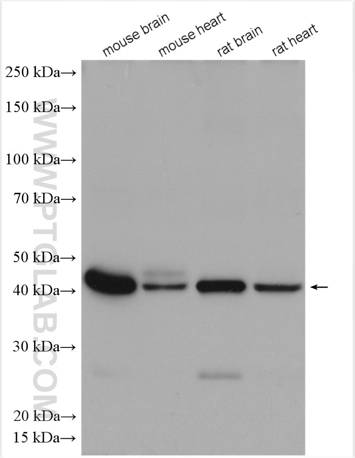 Western Blot (WB) analysis of various lysates using Connexin 43 Polyclonal antibody (26980-1-AP)