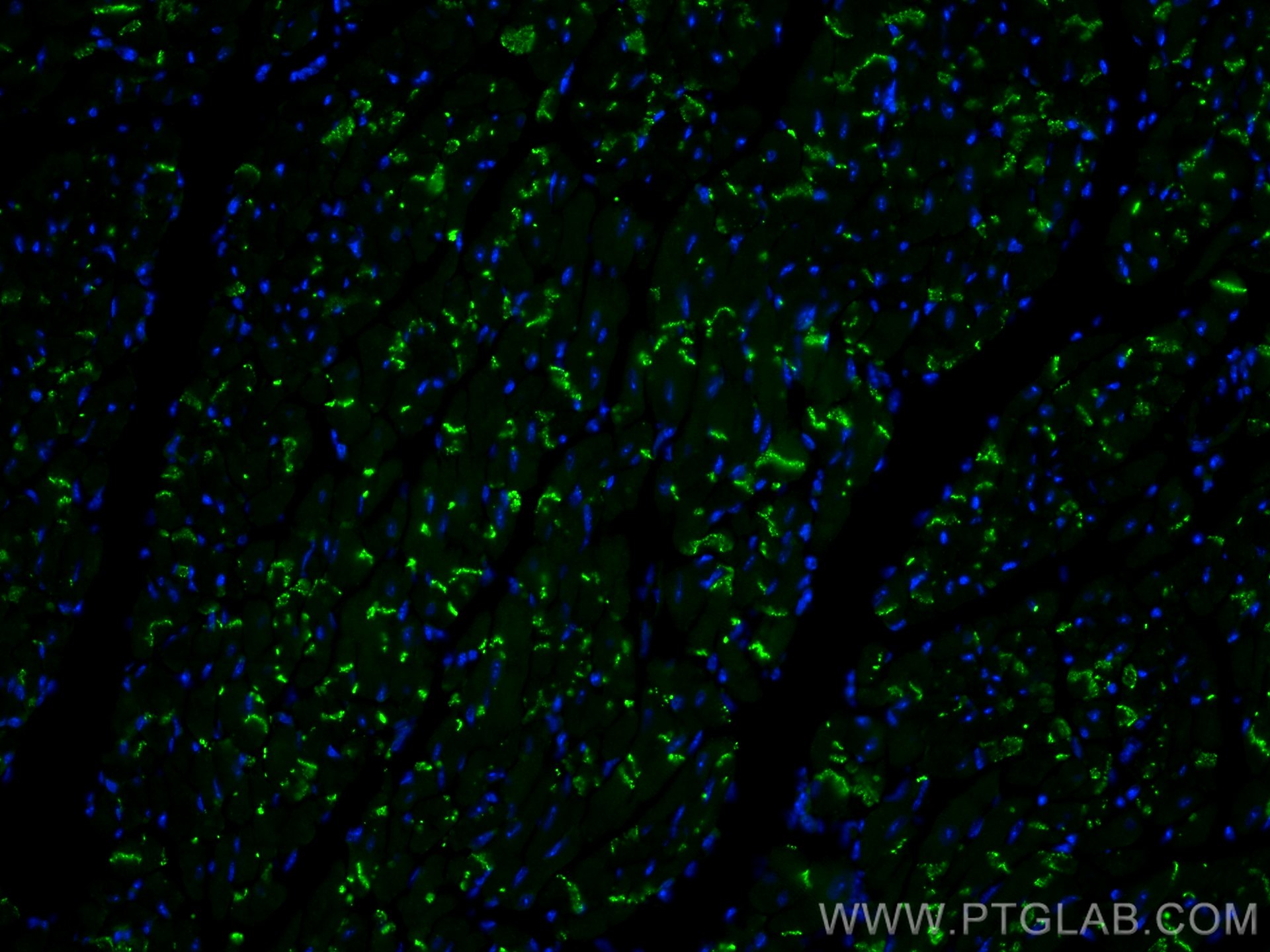 Immunofluorescence (IF) / fluorescent staining of mouse heart tissue using Connexin 43 Recombinant antibody (80543-1-RR)
