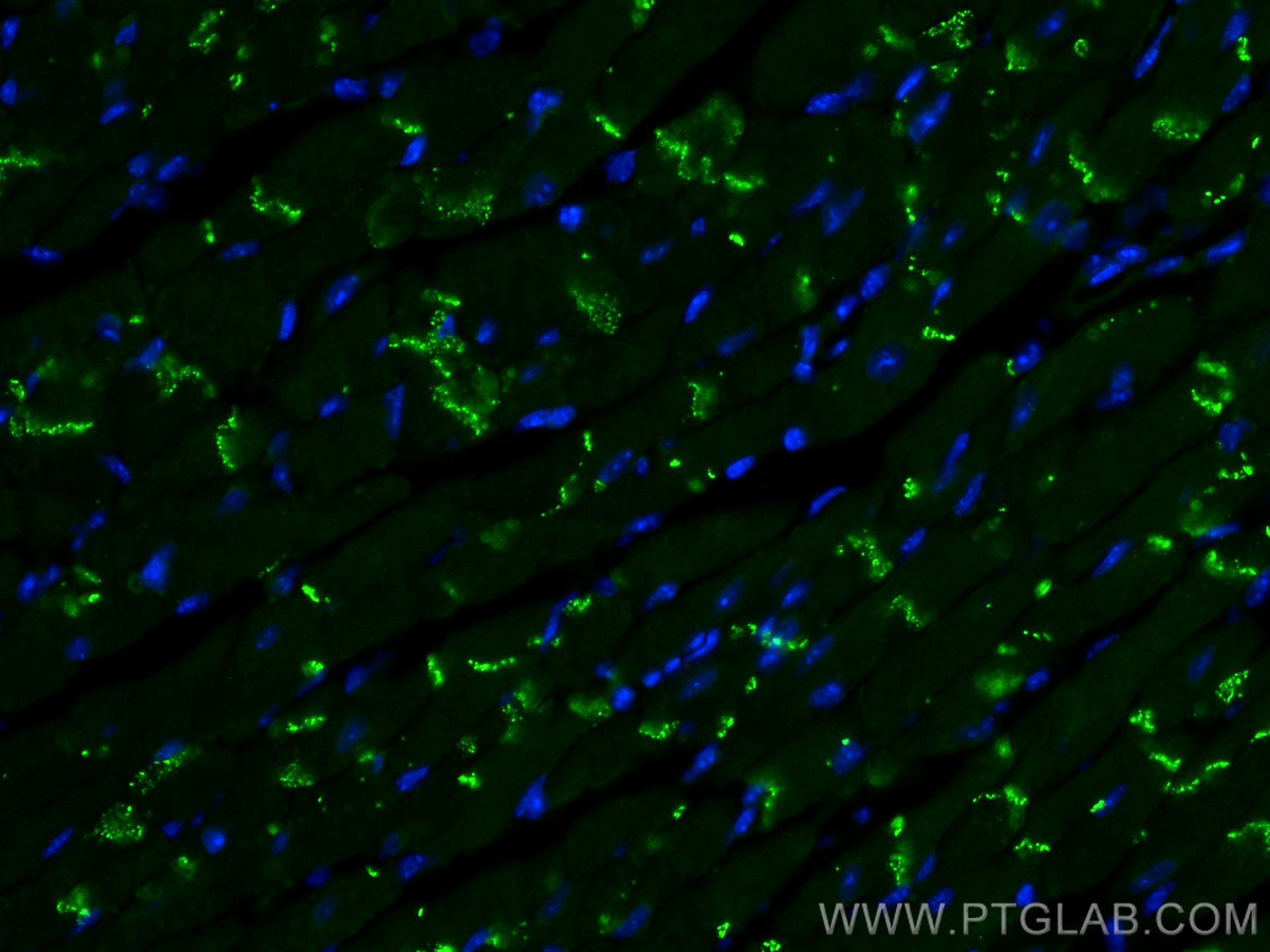 Immunofluorescence (IF) / fluorescent staining of mouse heart tissue using Connexin 43 Recombinant antibody (80543-1-RR)