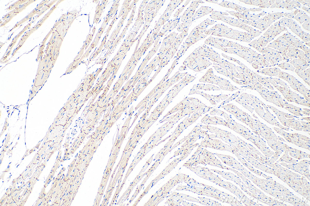 Immunohistochemistry (IHC) staining of mouse heart tissue using Connexin 43 Recombinant antibody (80543-1-RR)