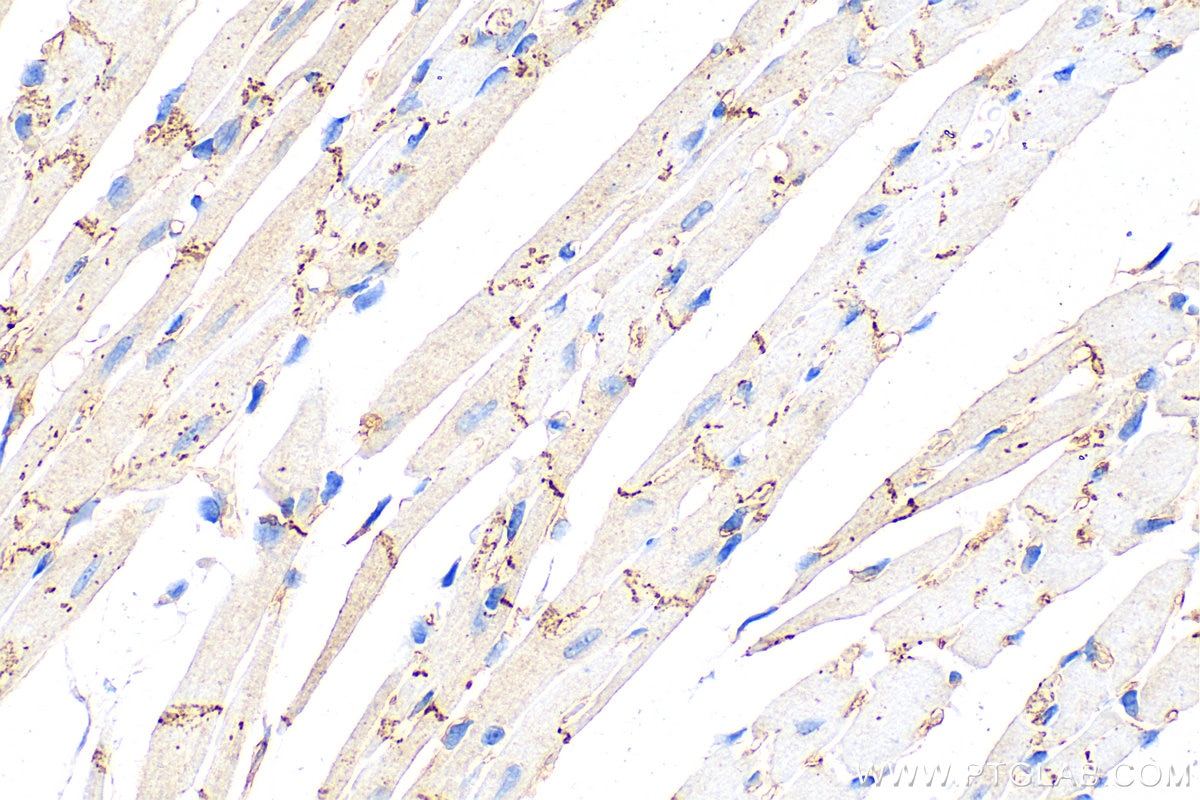 Immunohistochemistry (IHC) staining of mouse heart tissue using Connexin 43 Recombinant antibody (80543-1-RR)