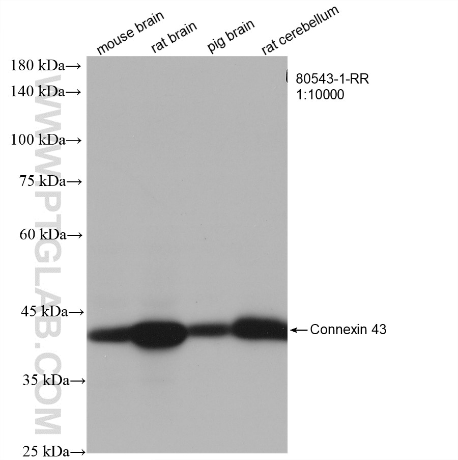 Western Blot (WB) analysis of various lysates using Connexin 43 Recombinant antibody (80543-1-RR)