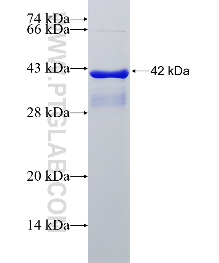 Connexin 43 fusion protein Ag25533 SDS-PAGE