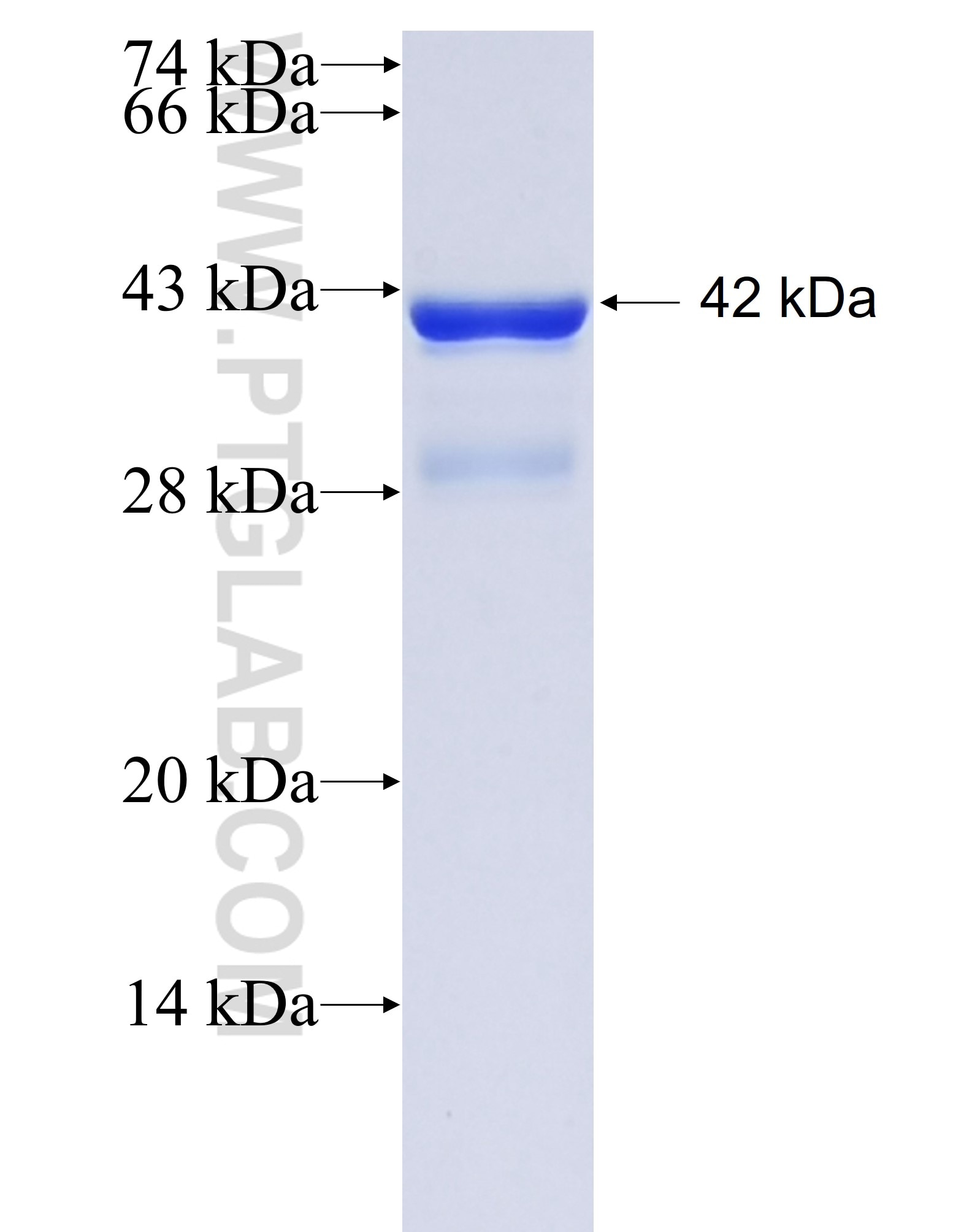 Connexin 43 fusion protein Ag25533 SDS-PAGE