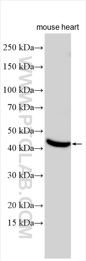 Connexin 45