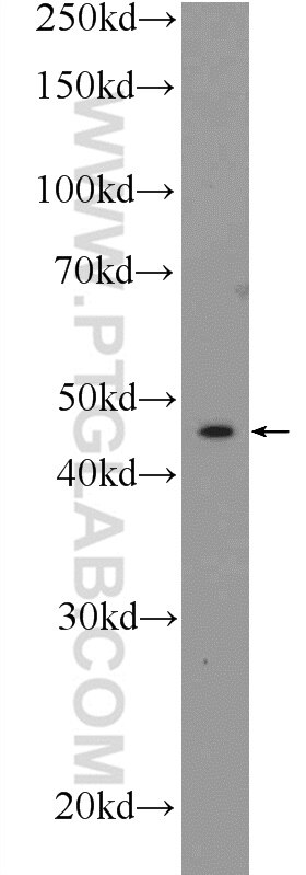 Connexin-46 Polyclonal antibody