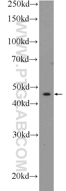 Connexin-46