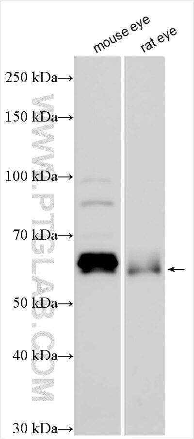 Western Blot (WB) analysis of various lysates using Connexin-50 Polyclonal antibody (23161-1-AP)