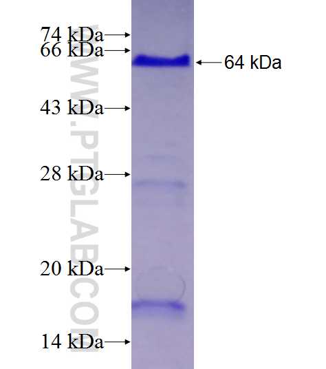 Cortactin fusion protein Ag28401 SDS-PAGE Cortactin fusion protein Ag28401 SDS-PAGE