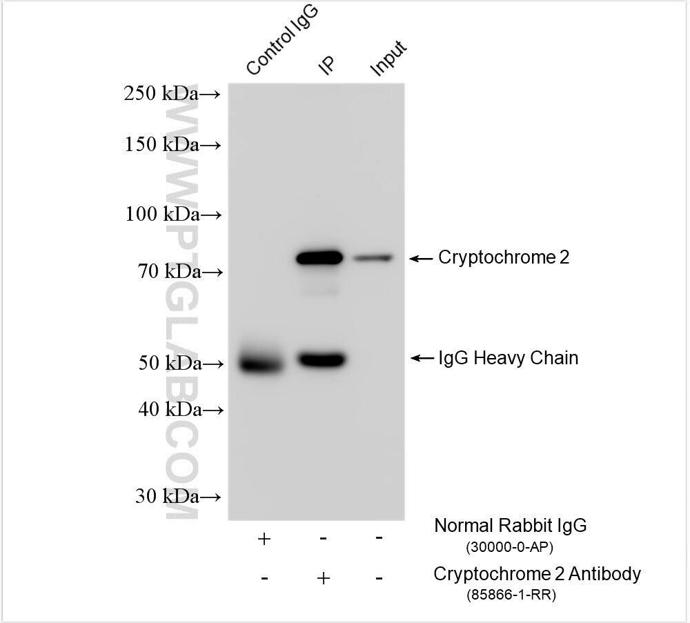 Immunoprecipitation (IP) experiment of mouse brain tissue using Cryptochrome 2 Recombinant antibody (85866-1-RR)