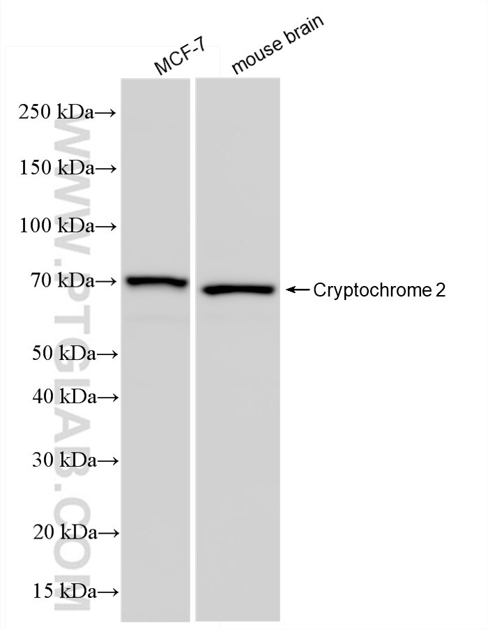 Western Blot (WB) analysis of various lysates using Cryptochrome 2 Recombinant monoclonal antibody (85866-1-RR)