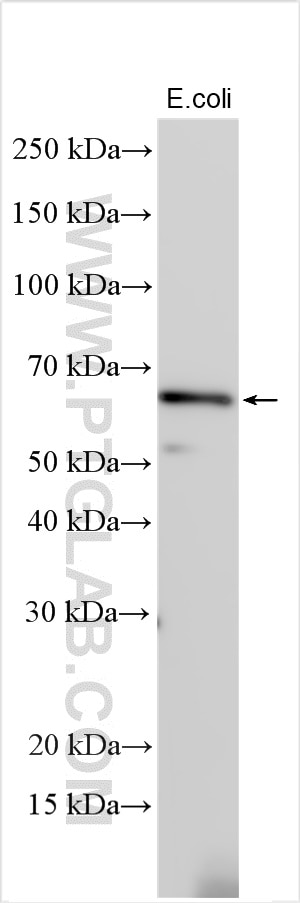 Western Blot (WB) analysis of various lysates using CsgG Polyclonal antibody (30123-1-AP)