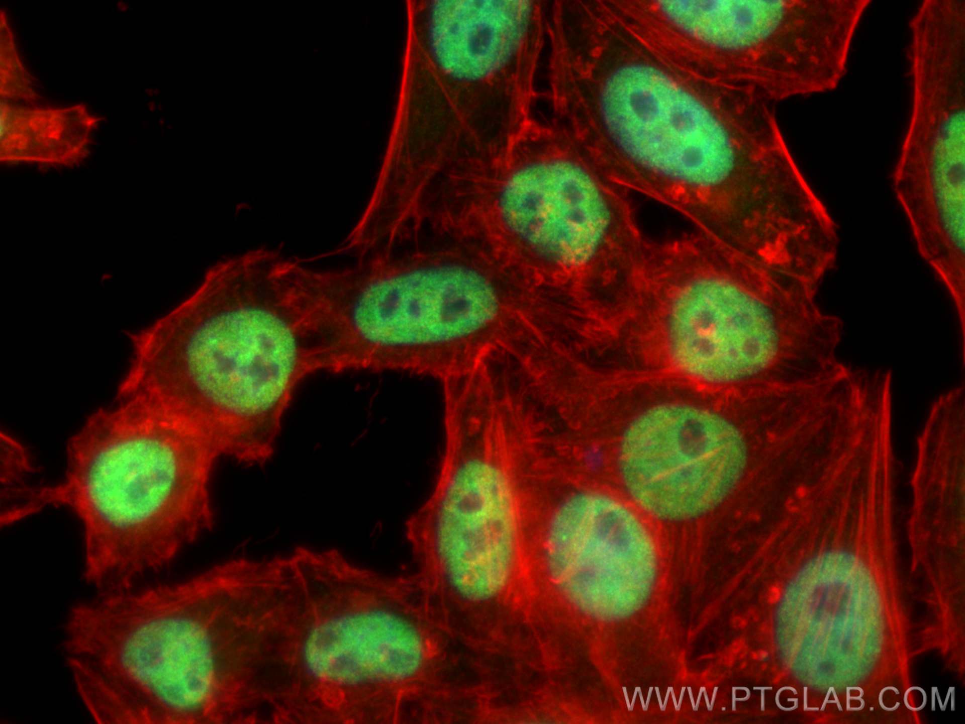 Immunofluorescence (IF) / fluorescent staining of HepG2 cells using CstF-64 Polyclonal antibody (26825-1-AP)