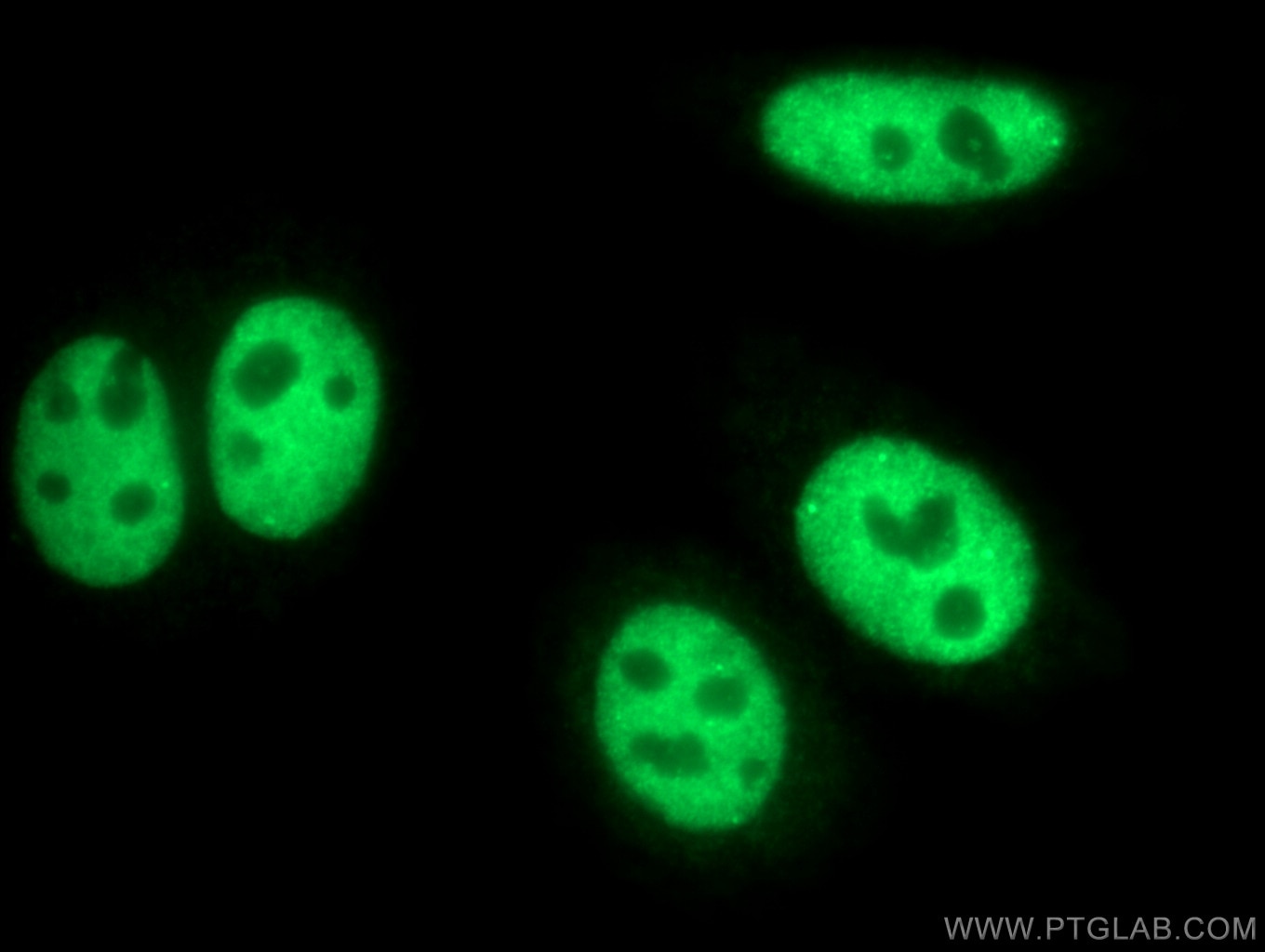Immunofluorescence (IF) / fluorescent staining of HepG2 cells using CstF-64 Polyclonal antibody (26825-1-AP)