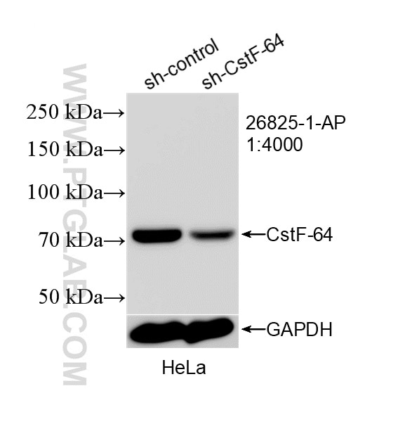 Western Blot (WB) analysis of HeLa cells using CstF-64 Polyclonal antibody (26825-1-AP)