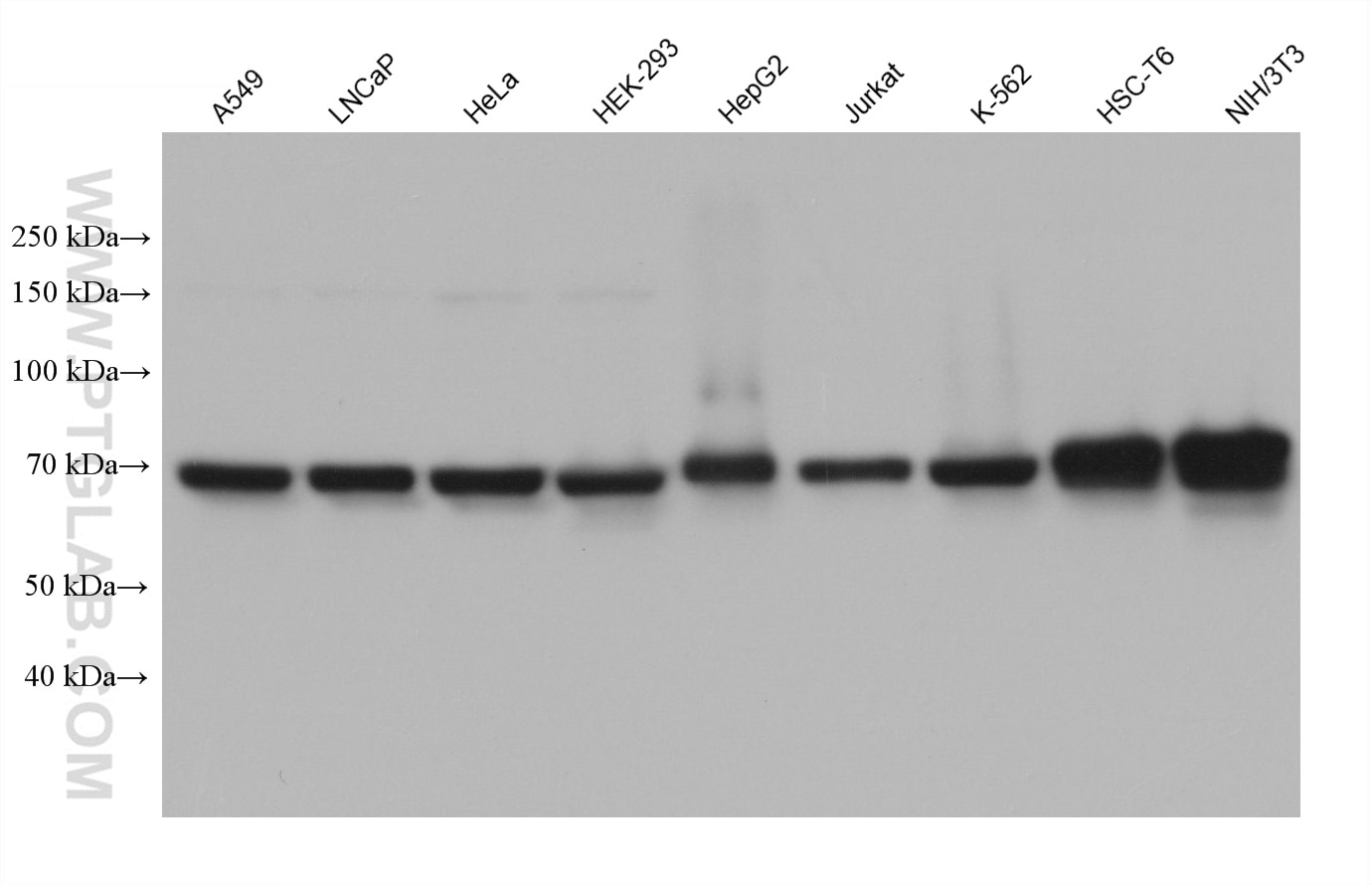 Western Blot (WB) analysis of various lysates using CstF-64 Monoclonal antibody (68520-1-Ig)