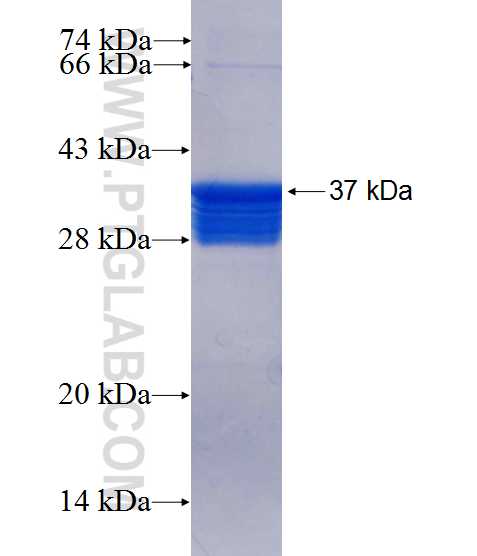 CstF-64 fusion protein Ag25254 SDS-PAGE