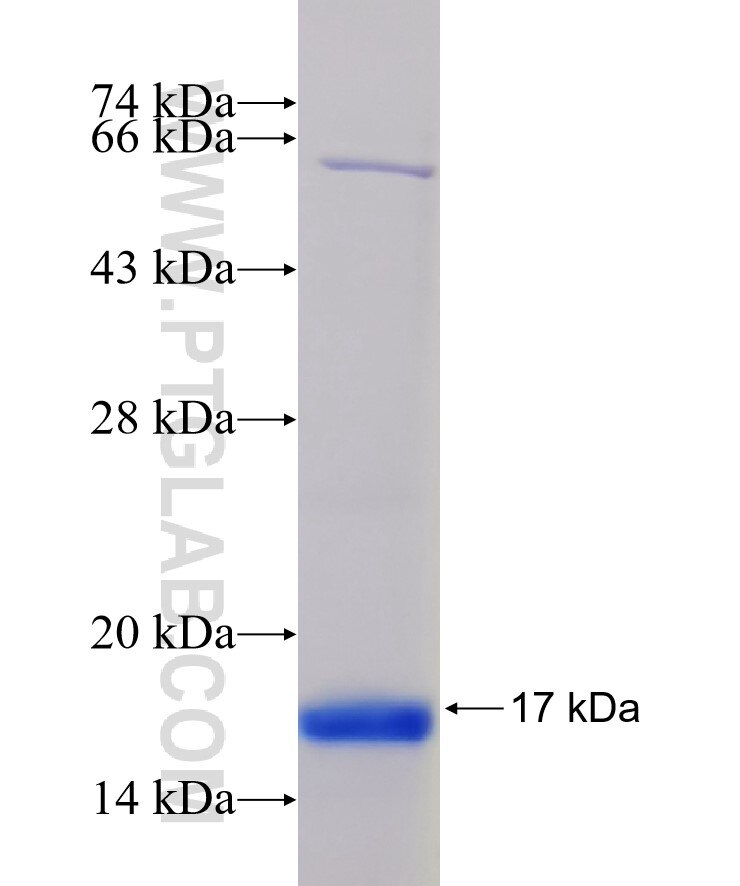 CstF-64 fusion protein Ag33751 SDS-PAGE
