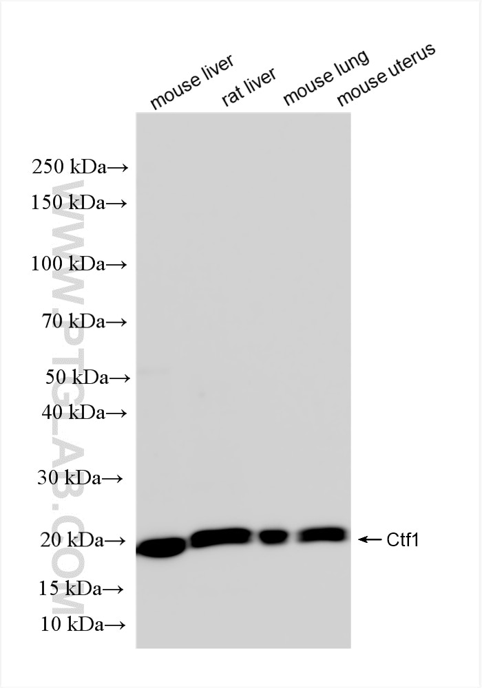 Western Blot (WB) analysis of various lysates using Ctf1 Recombinant antibody (85828-4-RR)