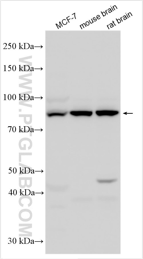 Western Blot (WB) analysis of various lysates using Cullin 5 Polyclonal antibody (31183-1-AP)
