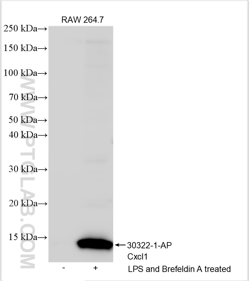 Western Blot (WB) analysis of various lysates using Cxcl1 Polyclonal antibody (30322-1-AP)