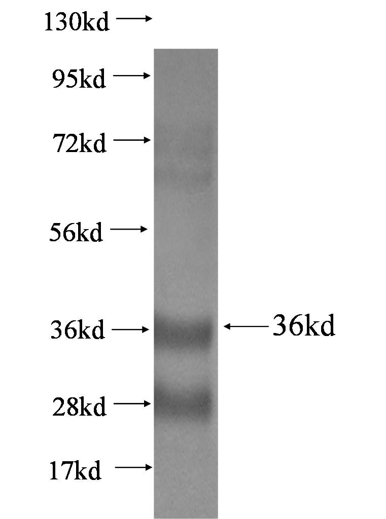 Cxcl12 fusion protein Ag0474 SDS-PAGE