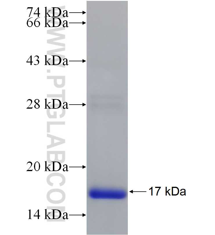 Cxcl12 fusion protein Ag21712 SDS-PAGE