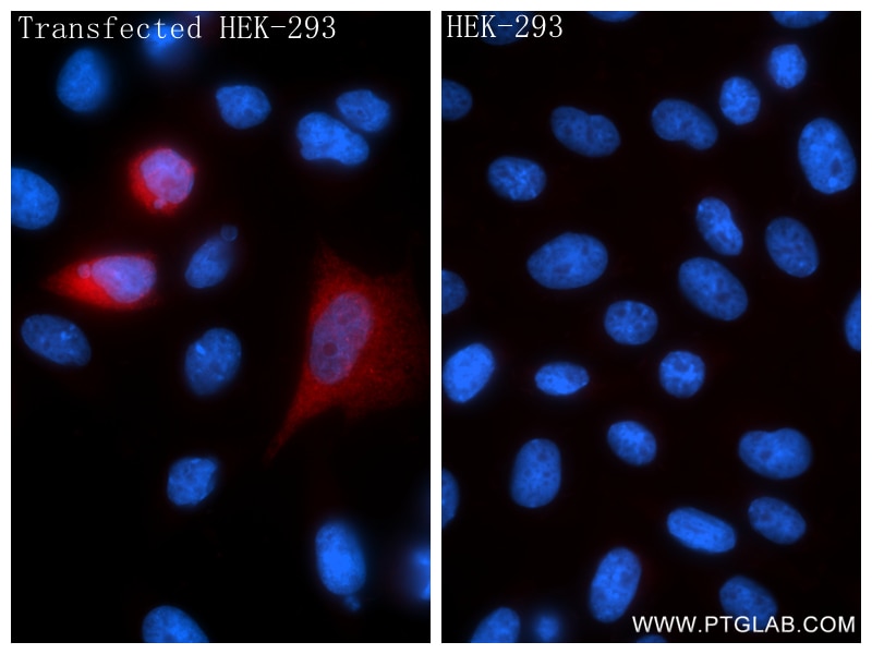 Immunofluorescence (IF) / fluorescent staining of Transfected HEK-293 cells using CXCL13/BCA1 Recombinant monoclonal antibody (86564-1-RR)