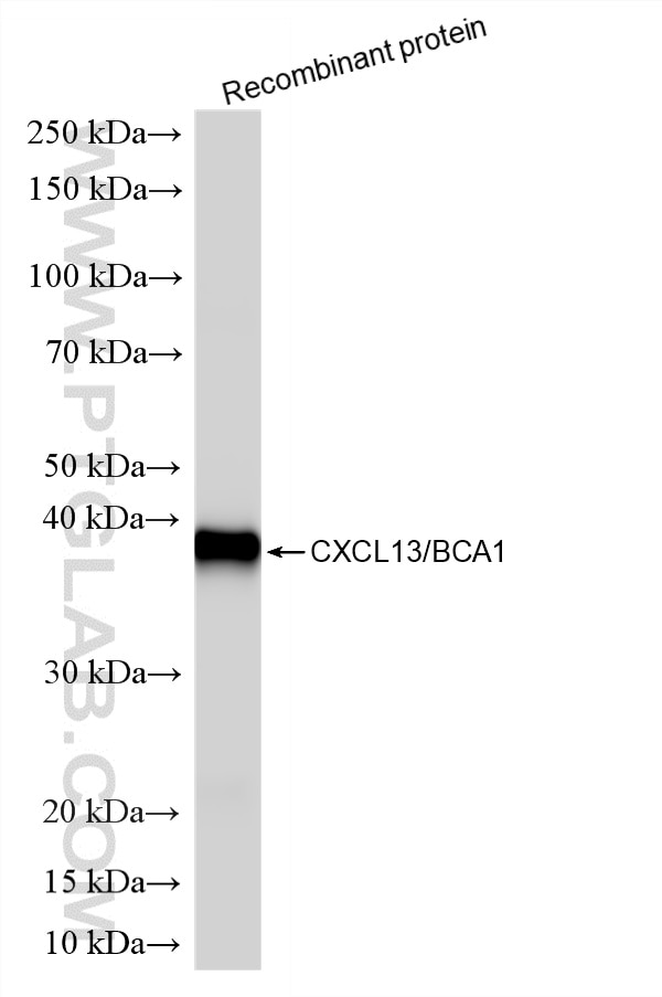 Western Blot (WB) analysis of Recombinant protein using Cxcl13 Recombinant antibody (86564-1-RR)