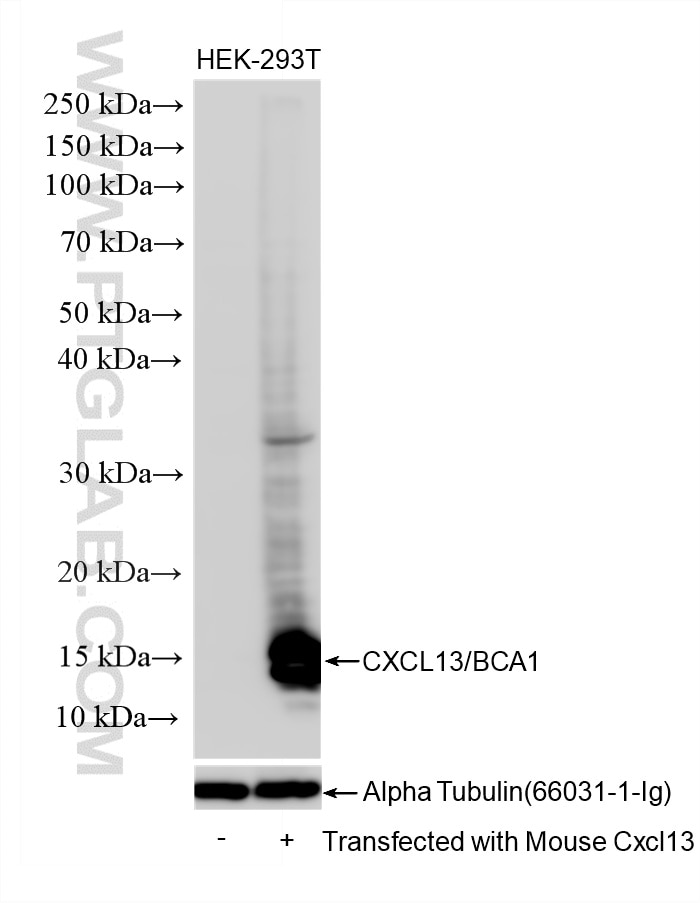 Western Blot (WB) analysis of various lysates using CXCL13/BCA1 Recombinant antibody (86564-1-RR)