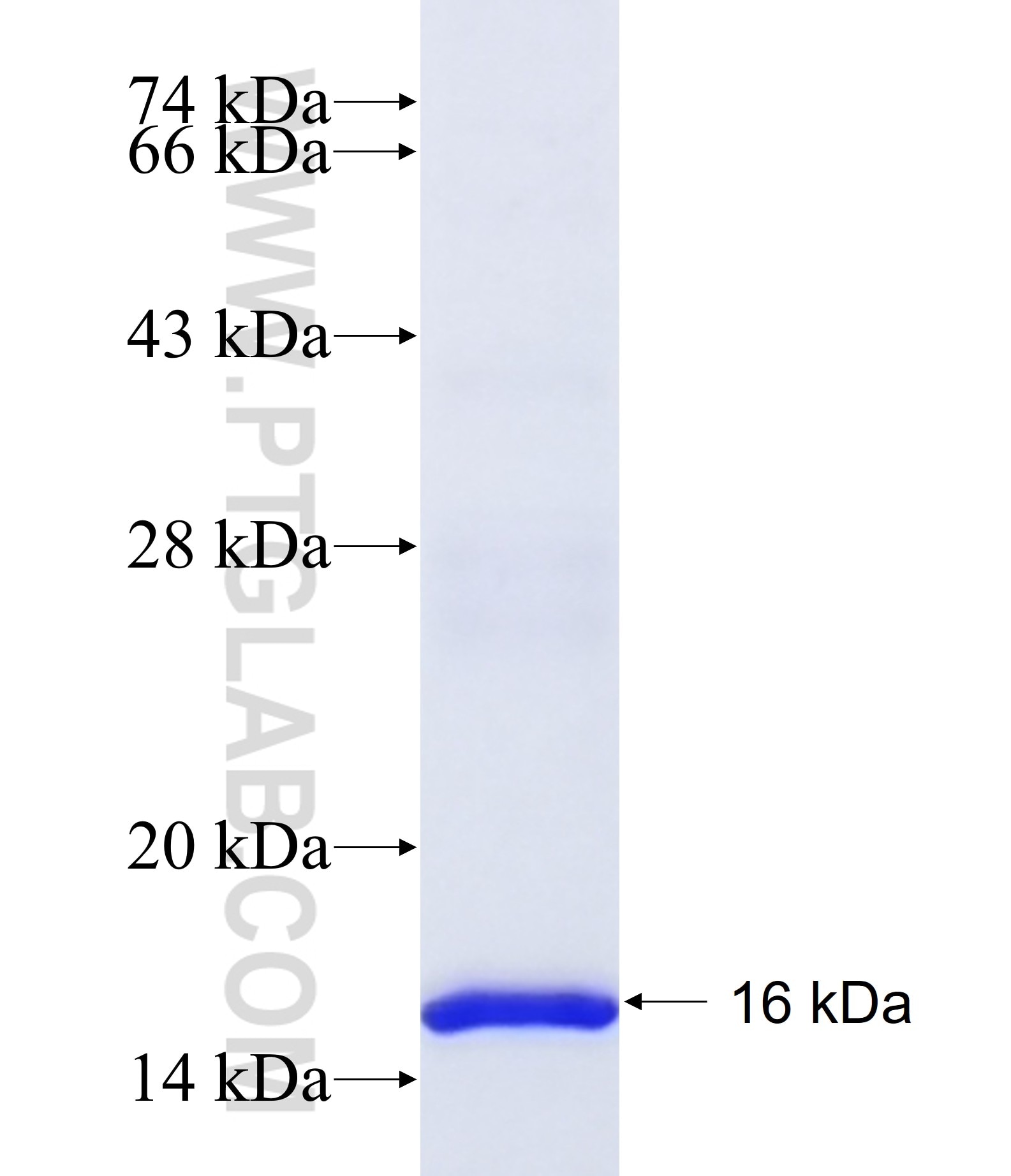 Cxcl13 fusion protein Ag33461 SDS-PAGE Cxcl13 fusion protein Ag33461 SDS-PAGE