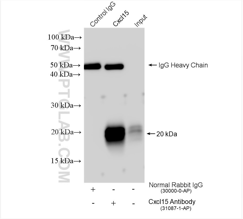 Immunoprecipitation (IP) experiment of mouse lung tissue using Cxcl15 Polyclonal antibody (31087-1-AP)