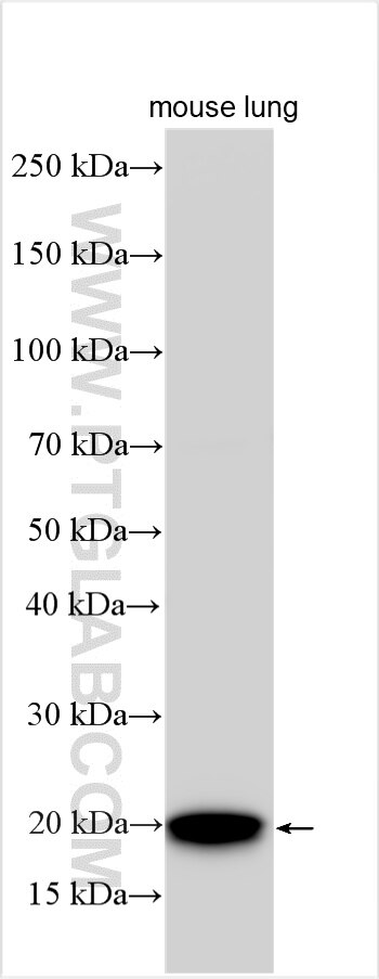 Western Blot (WB) analysis of various lysates using CXL15 Polyclonal antibody (31087-1-AP)