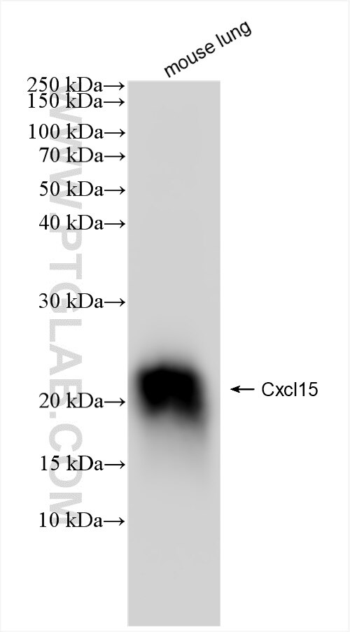 Western Blot (WB) analysis of mouse lung tissue using Cxcl15 Recombinant antibody (83245-1-RR)