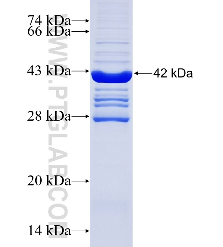 Cxcl15 fusion protein Ag33964 SDS-PAGE