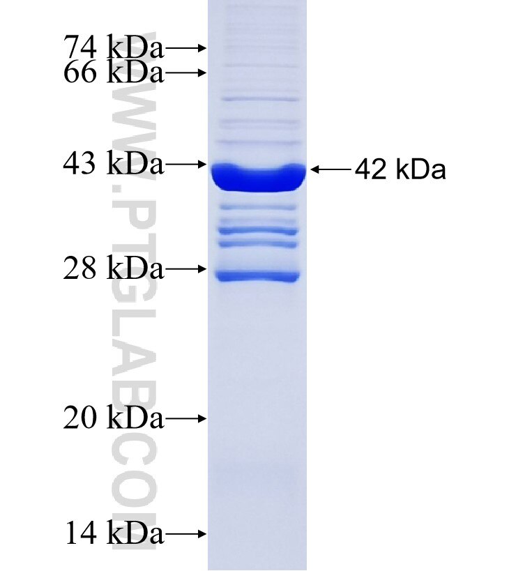 Cxcl15 fusion protein Ag33964 SDS-PAGE