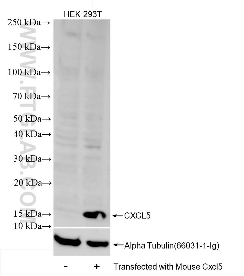 Western Blot (WB) analysis of Transfected HEK-293T cells using Cxcl5 Recombinant antibody (85747-1-RR)