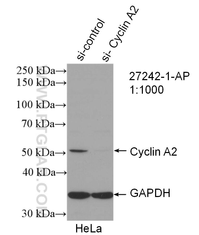 Western Blot (WB) analysis of HeLa cells using Cyclin A2 Polyclonal antibody (27242-1-AP)
