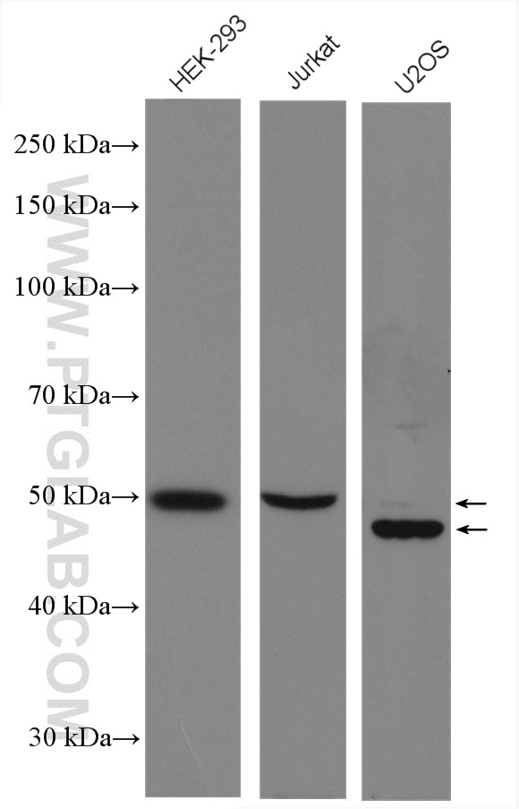 Western Blot (WB) analysis of various lysates using Cyclin A2 Polyclonal antibody (27242-1-AP)