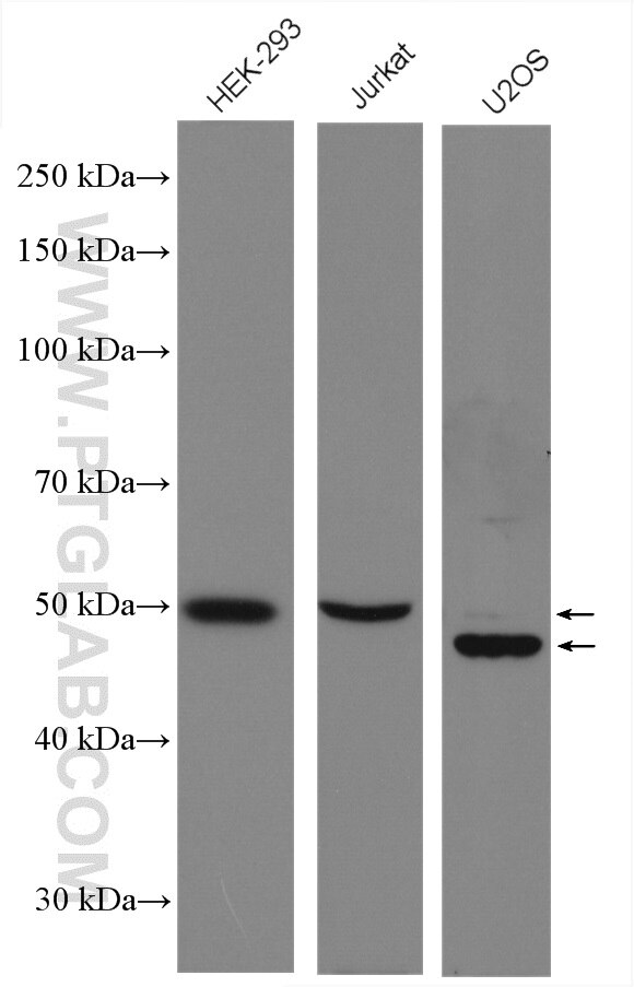 Western Blot (WB) analysis of various lysates using Cyclin A2 Polyclonal antibody (27242-1-AP)